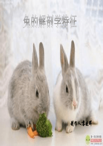 兔子的解剖特性---黎晓晖