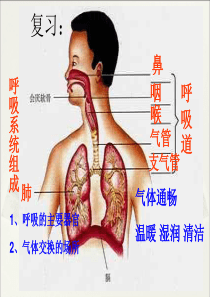 发生在肺内的气体交换(20)