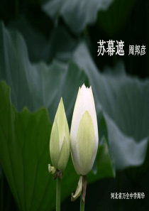 苏幕遮