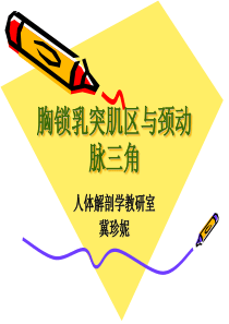 解剖课件之颈动脉三角胸锁乳突肌