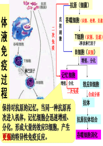 体液免疫与细胞免疫中图版