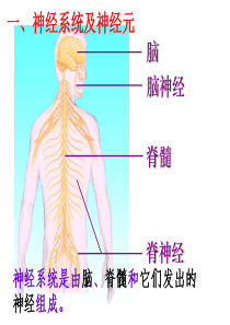 通过神经系统的调节p