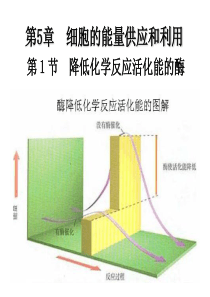 降低化学反应活化能的酶-课件【新教材】人教版(2019)高中生物必修一