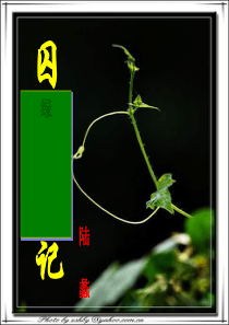 囚绿记--完美版ppt课件