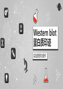 蛋白质印迹技术原理与操作流程Western-blot