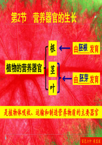 营养器官的生长-(1)