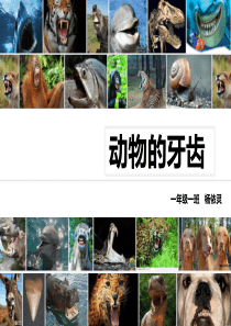 《动物的牙齿》ppt课件
