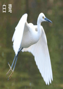 2020秋五年级语文上册第一单元1白鹭上课课件新人教版