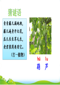 人教部编版小学二年级语文上册14我要的是葫芦