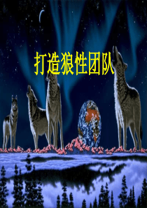 高层管理--狼性团队