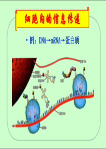 生态系统信息传递