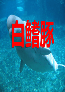 《白鳍豚》PPT课件