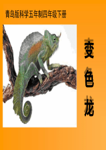 《变色龙》PPT9