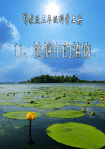 《池塘中的植物》池塘群落PPT课件