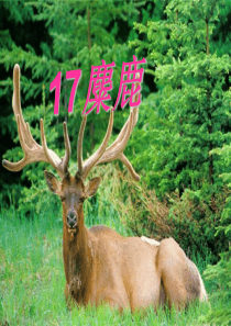 《麋鹿》PPT课件788