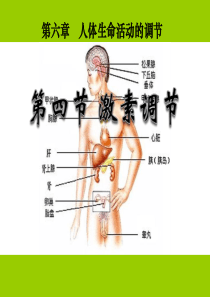 《激素调节》人体生命活动的调节PPT课件7