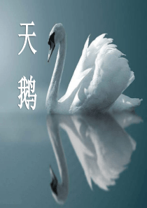《天鹅》PPT课件