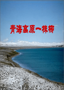《青海高原一株柳》PPT课件9