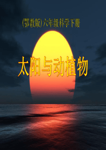 《太阳与动植物》PPT课件