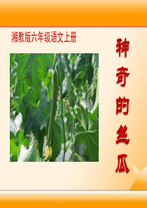 《神奇的丝瓜》PPT课件
