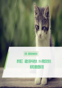 《微专题三　减数分裂中染色体、DNA等数目的变化规律及细胞图像识别》基因和染色体的关系PPT