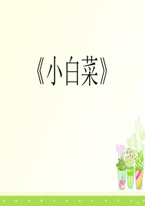 《小白菜》PPT课件