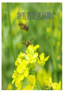 细胞衰老凋亡(完整版)