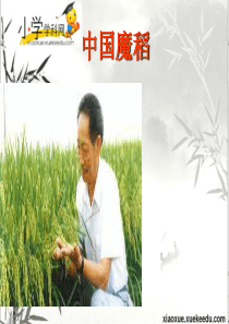 五年级下语文课件-中国魔稻-教科版【小学学科网】