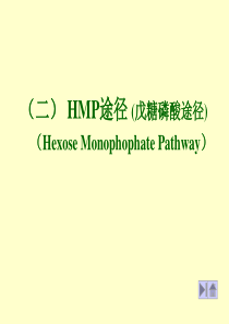 HMP途径
