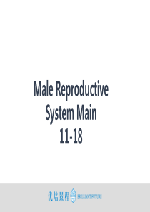 Male-Reproductive-System-Main男性生殖系统-11-18