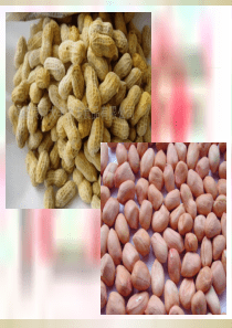 《落花生》课件课时一