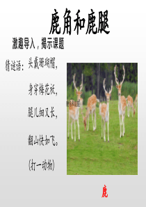 鹿角和鹿腿课件ppt