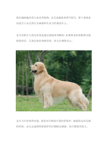 金毛的生活习性以及性格特点