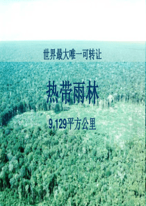 可转让热带雨林项目ppt-Slidesemtítul
