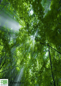 森林美景背景PPT模板