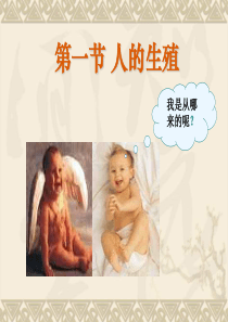 人的生殖(ppt)