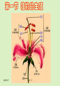 第一节---植物的生殖PPT课件