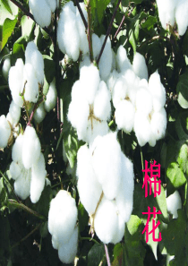 棉花姑娘-(最新课件)