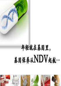 NDV品牌招商会