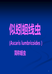 蛔虫PPT课件