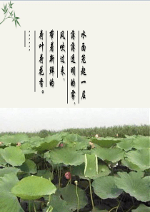 荷花淀PPT(优秀课件)42-人教版