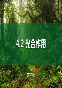 光照强度对光合作用速率的影响