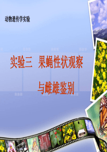 实验三-果蝇性状观察与雌雄鉴别