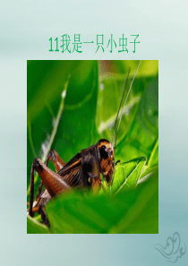 2018-2019学年二年级语文下册 第四单元 课文3 11 我是一只小虫子教学课件 新人教版