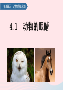 二年级科学下册 第四单元 动物与环境 第11课 动物的眼睛课件 青岛版五四制
