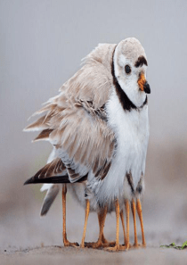 2019秋五年级语文上册 第六单元 第20课“精彩极了”和“糟糕透了”教学课件 新人教版