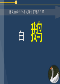 白鹅--课件(完美版)ppt