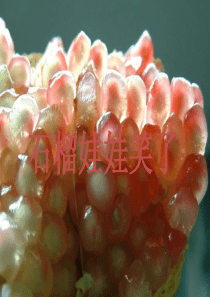 一年级语文上册《石榴娃娃笑了》课件 教科版