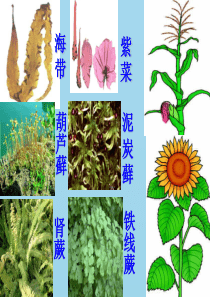 新疆维吾尔自治区七年级生物上册 3.1.1藻类、苔藓和蕨类植物课件 （新版）新人教版
