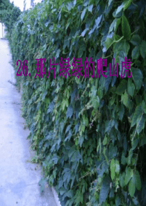 四年级语文上册 第七组 26《那片绿绿的爬山虎》课堂教学课件1 新人教版